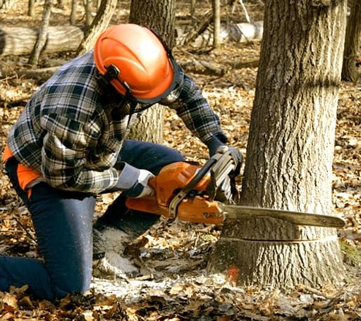 Tree Removal in Winthrop, ME
